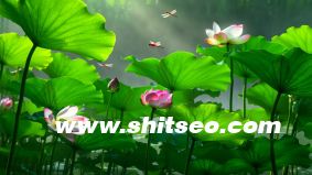 什么是“品牌直播SOP流程”？