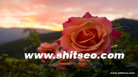 廣州網站SEO：提升本地企業在線競爭力的關鍵