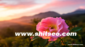 恩施網站SEO：提升本地企業網絡可見性與市場競爭力