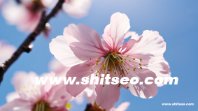 網站推廣的基本方法有哪些