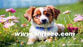 網站和服務器都在國內，國外如何正常訪問？