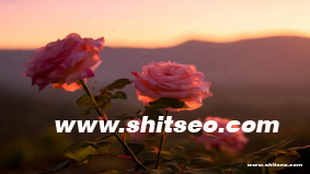 深圳網(wǎng)絡(luò)推廣：助力企業(yè)拓展市場的必勝法寶