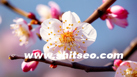 小紅書代運營協議，明確雙方權益，共筑優質內容