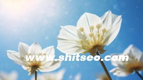 小紅書品牌運(yùn)營策略