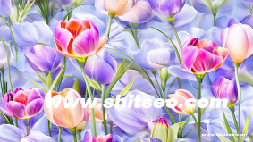 拉丁語獨立站能做谷歌優化嗎？如何有效提升搜索排名？