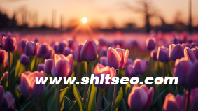 小紅書運營服務，打造獨特品牌形象與吸引用戶的完美結合