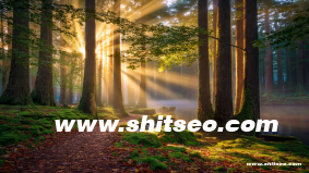 如何進行濮陽網絡推廣，提升企業的在線曝光與市場份額