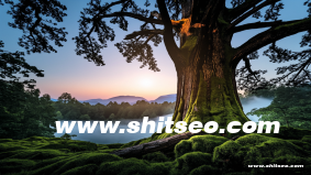 洛陽(yáng)網(wǎng)站SEO優(yōu)化：提升本地企業(yè)網(wǎng)絡(luò)影響力的關(guān)鍵策略