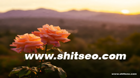 汕頭網站優化：提升企業網絡競爭力的必備策略