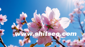 外貿(mào)seo推廣