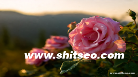 廣州網(wǎng)絡(luò)推廣：提升品牌曝光與市場競爭力的關(guān)鍵