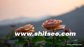 宜昌網站優化：提升本地企業網絡競爭力的實用策略