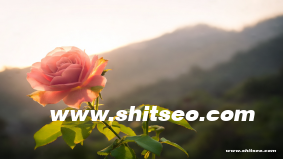 黃石網站SEO：提升本地企業競爭力的優化策略