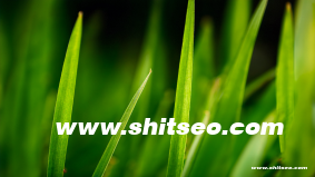 電商seo是指，電子商務中seo的中文意思