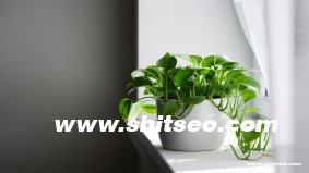 抖音矩陣協作團隊崗位分工SOP