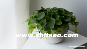 抖音矩陣算法：理解平臺推薦機制的底層邏輯