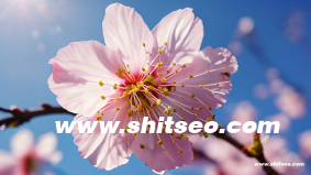 seo和sem各自的優(yōu)缺點(diǎn)有哪些?