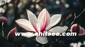 外貿seo是什么意思