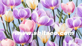 西班牙語獨立站能做谷歌優化嗎？如何提升在搜索引擎中的排名？