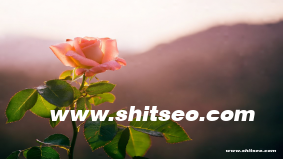 咸寧網站SEO：提高企業在線可見性與競爭力