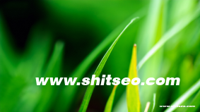 市場導向的例子解釋？