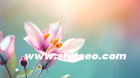 小紅書品牌運(yùn)營賬號運(yùn)營方案