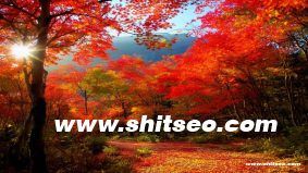 孝感網站優化：提升本地搜索排名與用戶體驗的策略