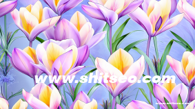 阿里國際站谷歌流量如何提高？有效的SEO優化策略