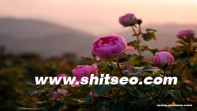 珠海網站SEO：提升企業網站流量與搜索排名的關鍵策略