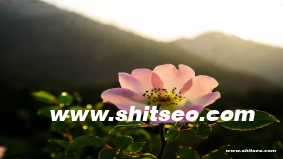 黃石網站優化：提升企業網站表現的有效策略