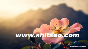 宜昌網(wǎng)絡(luò)推廣：提升品牌曝光和業(yè)務(wù)增長(zhǎng)的有效策略