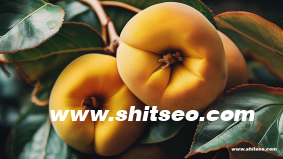 SEO網站推廣專員是什么