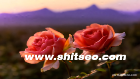 恩施網(wǎng)絡(luò)推廣：助力本地企業(yè)拓展線上市場(chǎng)