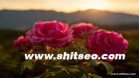 隨州網站SEO：提升企業網絡曝光和搜索排名的有效策略