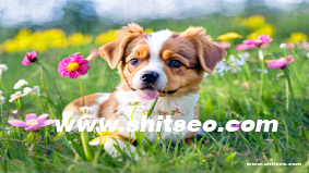 怎么申請免費的企業(yè)郵箱?