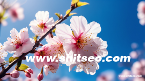 短視頻seo是什么