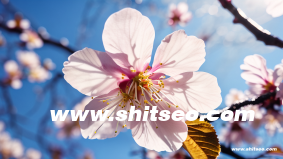 短視頻引流賺錢嗎