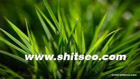 市場導向的市場營銷觀念是什么？