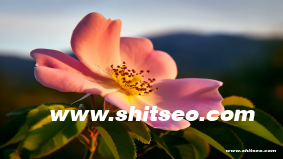 咸寧網(wǎng)絡(luò)推廣：提升企業(yè)在線競(jìng)爭(zhēng)力的關(guān)鍵策略