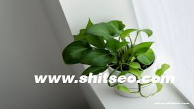 抖音矩陣功能：打造賬號集群的內(nèi)容放大器