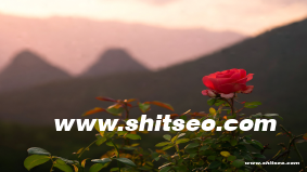 宜昌網站推廣：提升本地品牌競爭力的策略與方法