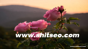 恩施網站優化：助力本地企業在線業務增長