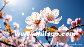 seo網站推廣怎么做好一些