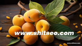 seo網站推廣專員是干嘛的