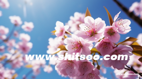 seo外貿(mào)推廣怎么做