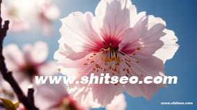 短視頻引流推廣怎么做