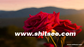 "femefun" 作為域名的 SEO 價(jià)值分析