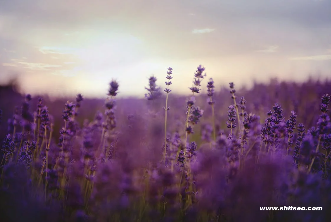 SEO優化價格分析:影響因素與服務選擇 SEO優化價格分析:影響因素與服務選擇