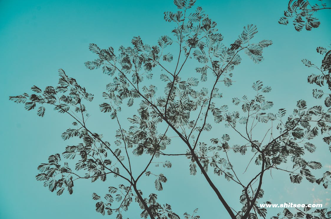 SEO推廣軟件:優化網站排名的高效工具 SEO推廣軟件:優化網站排名的高效工具